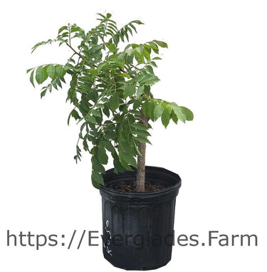 Yellow Spanish/Hog Plum, Ciruela, Jocote Amarillo, Tree